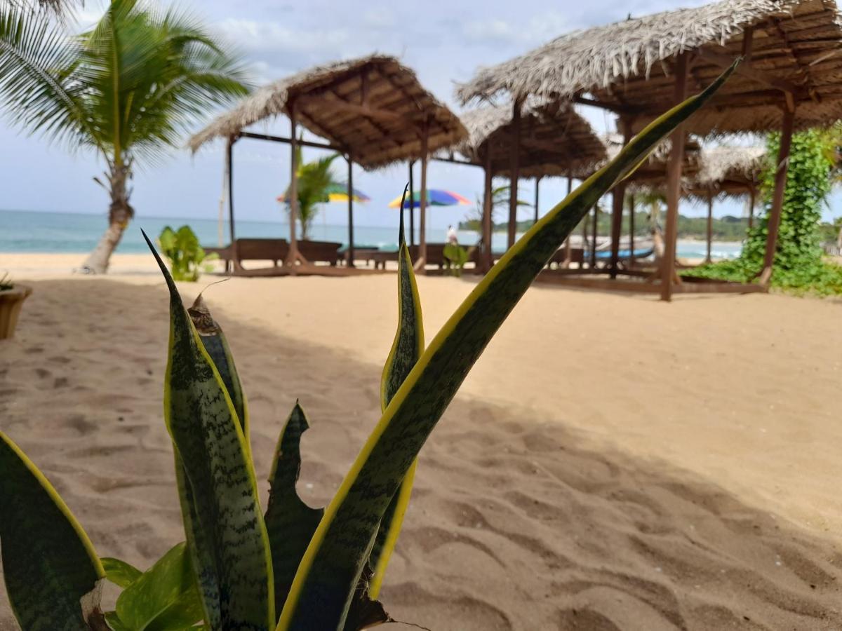 Golden Beach Chalets Arugam Bay Eksteriør billede